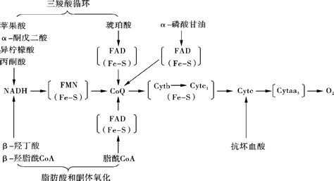 体内重要的呼吸链 挂云帆