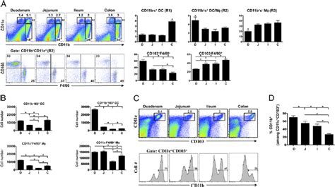 Region Specific Localization Of LP DCs And Macrophages A LP Cells