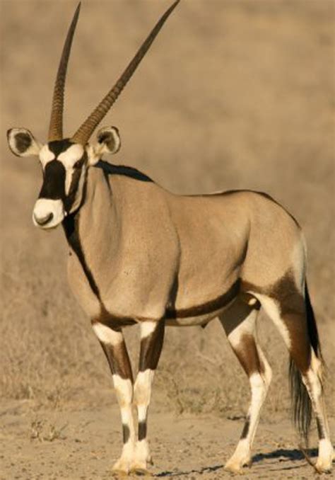 technical prowess: Gemsbok Antelope