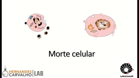 Tipos De Morte Celular Braincp