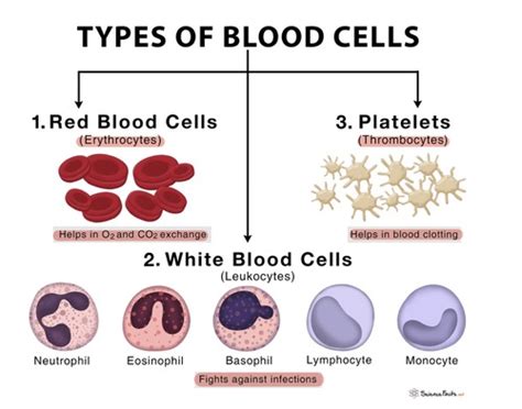 Hematopoietic System Pathologies Flashcards Quizlet