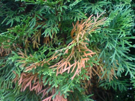 Thuja Smaragd Braune Stellen Eine Sammlung Schoner Blumenbilder