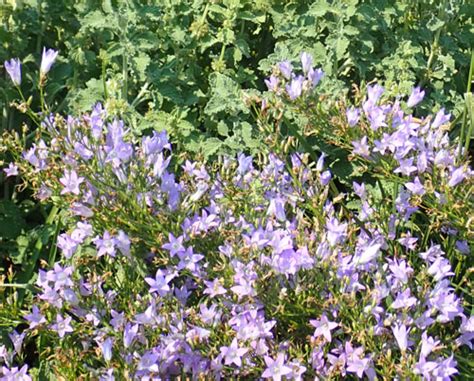 Rapunzel Rampion Campanula Rapunculus Packet Of 50 Seeds Organic