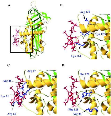 Heparin Binding Domains In Vascular Biology Arteriosclerosis