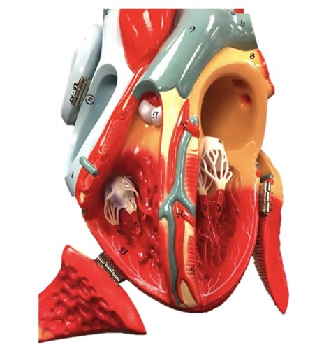 Heart Chambers Great Vessels Inside View Diagram Quizlet