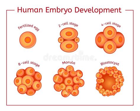 Desenvolvimento Do Feto Desenvolvimento bebê Do Embrião Ilustração do