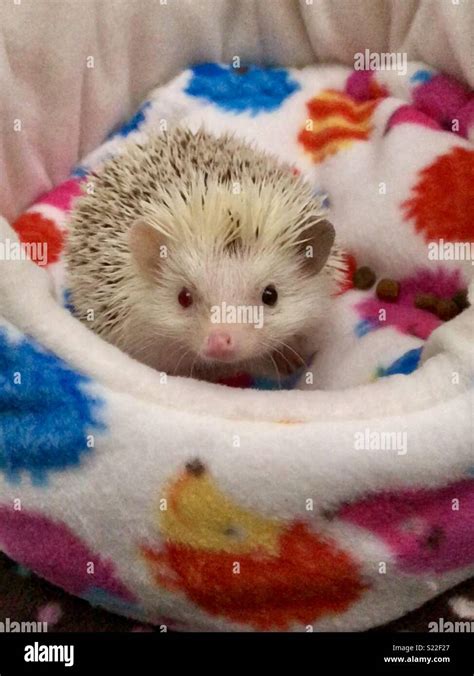 Spike The Hedgehog Stock Photo Alamy