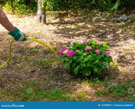 Hand Watering A Plant In A Garden Stock Image Image Of Outdoors Pink