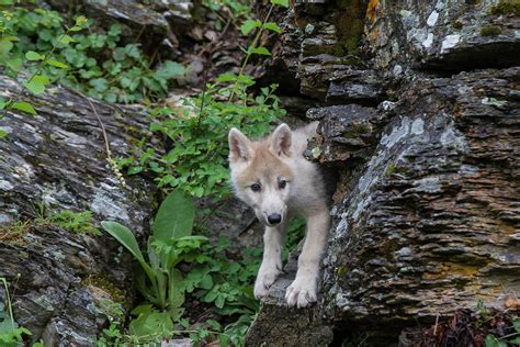 Wolf Pup Photograph by Dee Carpenter - Fine Art America