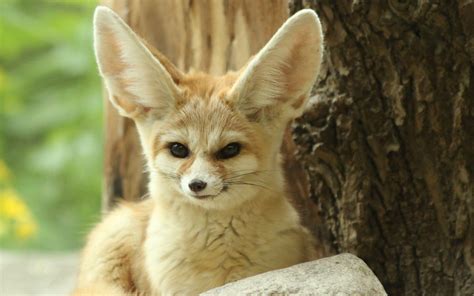 Fennec Fox Animal Wallpapers Top Free Fennec Fox Animal Backgrounds