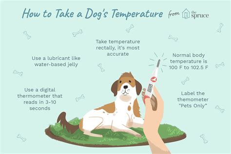 Temperatura corporal normal em animais adultos Semiologia Veterinária