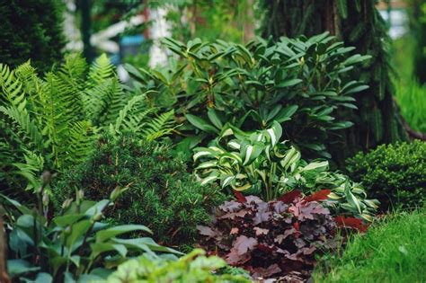 De Mooiste Planten Voor In De Schaduw Groencentrum Inspiratie Voor