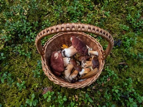 Wooden Baskets On The Ground Full With Edible Mushrooms Stock Photo