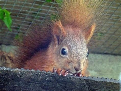 Distribution Of Red And Grey Squirrels Isle Of Wight Red Squirrel Trust