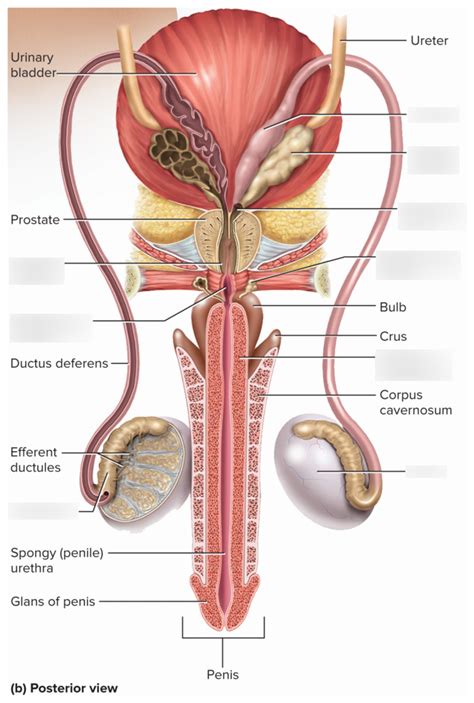 Male Reproductive System Diagram Quizlet Human Anatomy