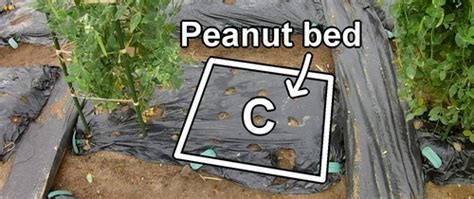 Best Soil For Growing Peanuts How To Grow Peanuts Best Soil For