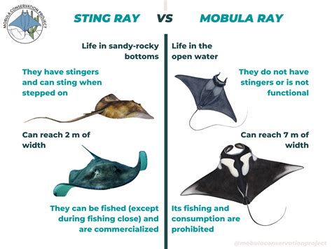 WHAT IS A MOBULA? - Mobula Conservation