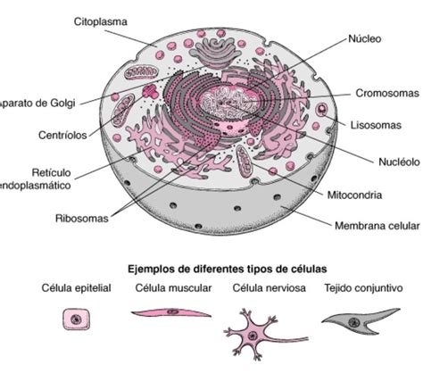 Anatomia De La Celula Brainly Lat