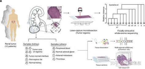 Sci 热门分享 单细胞转录组联合空间转录组 知乎