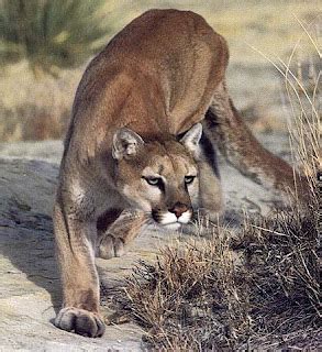 Cougar | Wildlife Info and Photos | The Wildlife