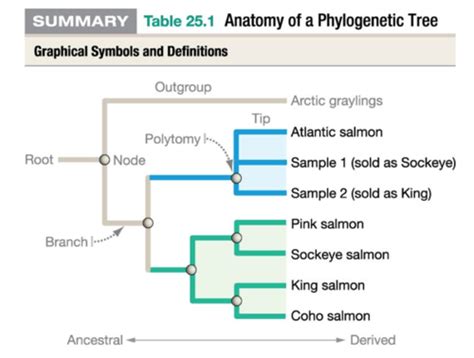 Biology 2 Chapter 1 Flashcards | Quizlet