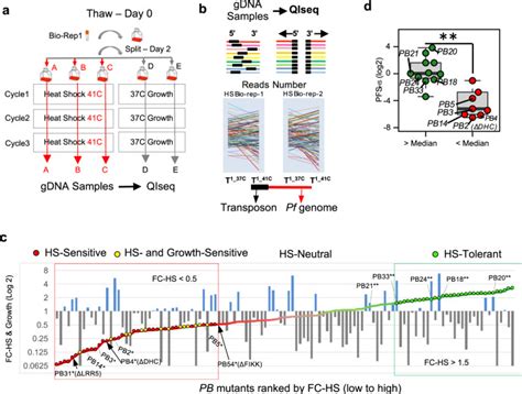 The Apicoplast Link To Fever Survival And Artemisinin Resistance In The Malaria Parasite