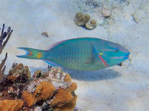 Parrotfish species Identification Guide | Snorkeling Report