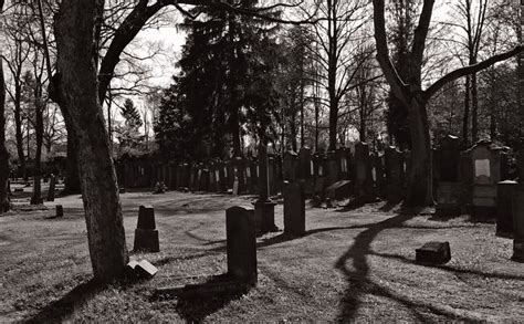 Alter Friedhof Offenbach Germany April Plants Photography