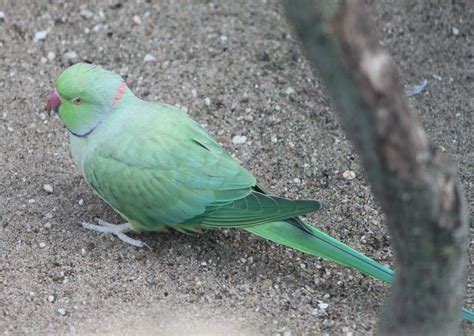 Rose-ringed parakeet - ZooChat