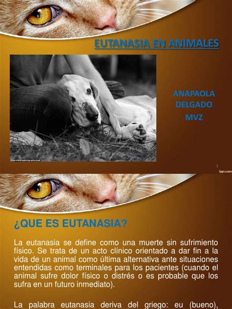 Eutanasia Em Animais Gratuita
