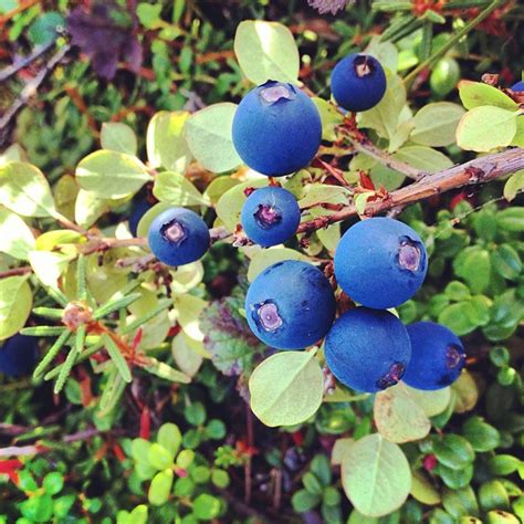 Berries Of Northwest Alaska Alaska Master Gardener Blog