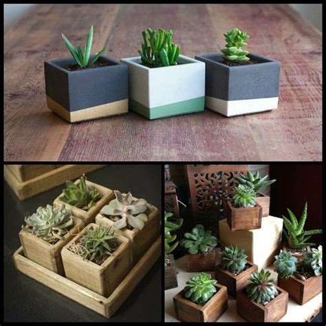 Ideas De Tendencia Para Decorar Con Plantas Suculentas Cactus Y