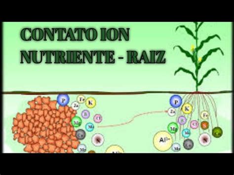 FORMAS DE CONTATO ION NUTRIENTE RAÍZ VIA SOLO YouTube