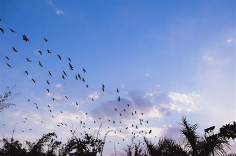 Muchos pájaros blancos volando en el cielo al atardecer Foto Premium