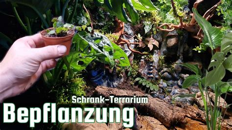 Regenwald Terrarium für Pfeilgiftfrösche Bepflanzen Das Schrank