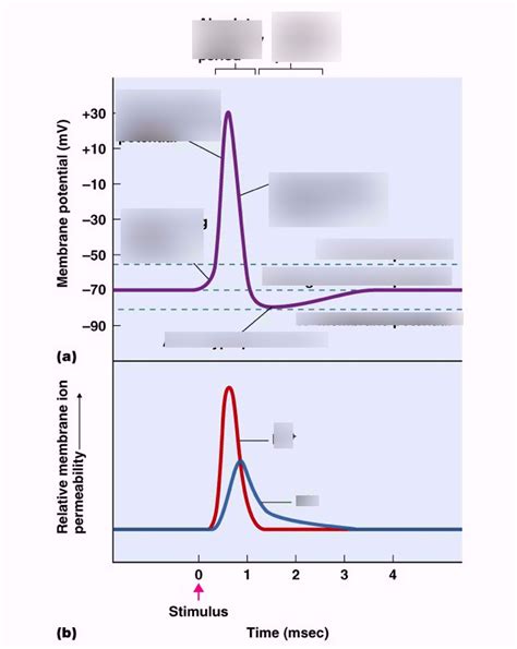 Action Potentials Diagram Quizlet