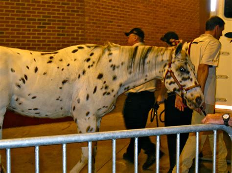 "Renegade" The FSU Seminoles Mascot - Equestrian Stylist