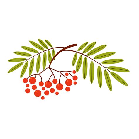 Autumn Rowan Branch With Leaves Isolated On A White Background Vector