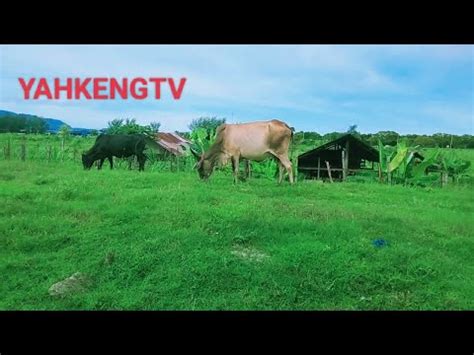 Sapi Lembu Jinak Turun Ke Jalanan Kejar Kejaran Anak Sapi Lucu Lucu