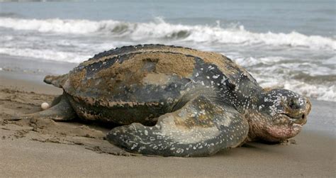 Supervisan Eclosi N De Tortugas Marinas La D Especie En Lista Roja