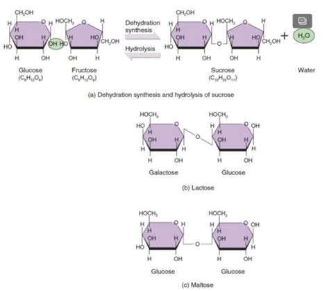 Unit 3 Molecule Of Life Flashcards Quizlet