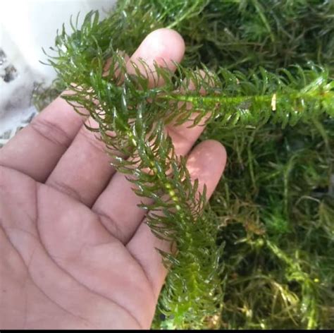 TANAMAN AQUASCAPE GANGGANG AIR HYDRILLA 10 BATANG Lazada Indonesia