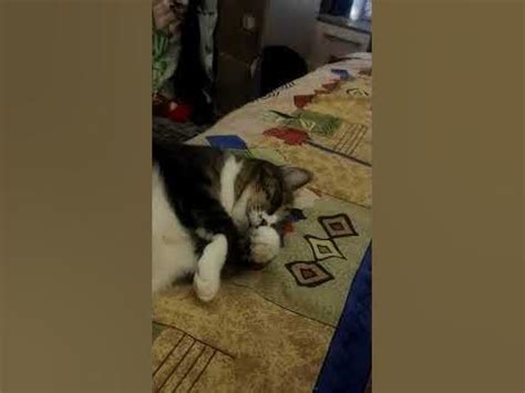 очень крепко спит - YouTube