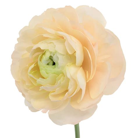 Wholesale Champagne Italian Cloony Ranunculus ᐉ Bulk Champagne Italian