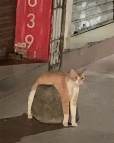 funny cat memes youll laugh   time page    funzumo