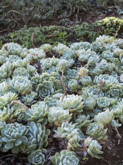 Gardening 101 Echeverias Gardenista Web Story Gardenista