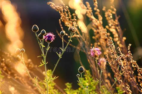 Autumn Grass at Sunset stock image. Image of autumn, allergies - 503353