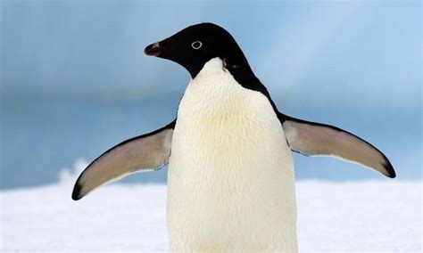 Top 10 facts about Adélie penguins | Penguins, Adelie penguin, Animals