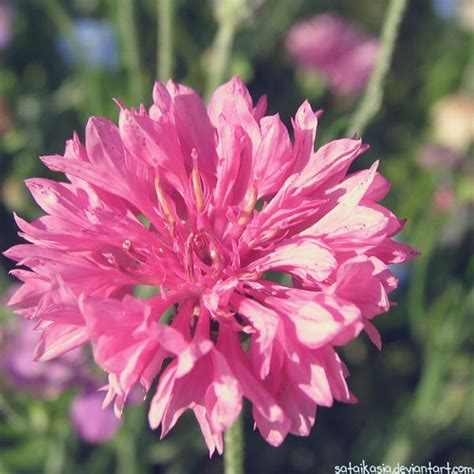 bubblegum pink by sataikasia on DeviantArt