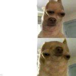 chihuahua eye width Meme Generator - Imgflip